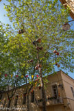 <center>Céret</center>