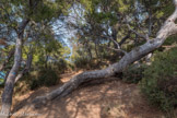 <center> L'ile Verte</center> Arbre couché par le vent.